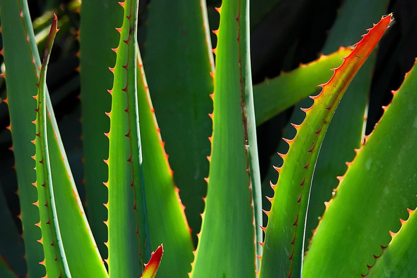 Aloe Leaf Soothing Body Lotion + CBD